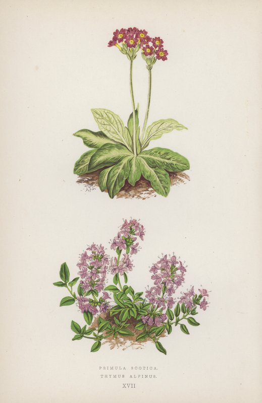Primula Scotica; Thymus Alpinus (väri litossa) tekijältä English School