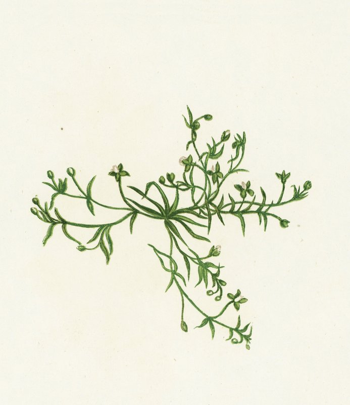 Procumbent Pearl-Wort, Sagina Procumbens tekijältä English School