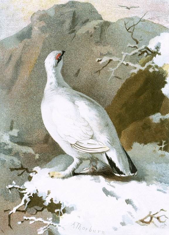Ptarmigan tekijältä English School
