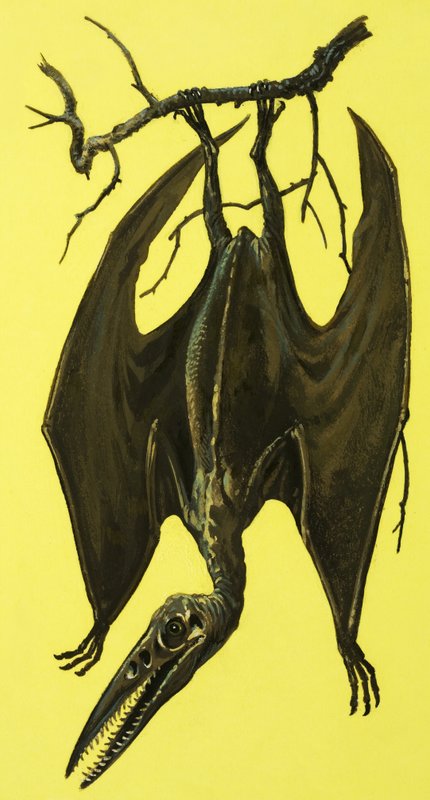 Pterodactylus tekijältä English School
