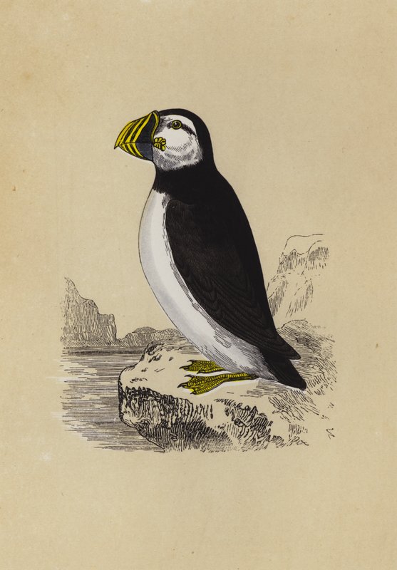 Puffin (värillinen litografia) tekijältä English School
