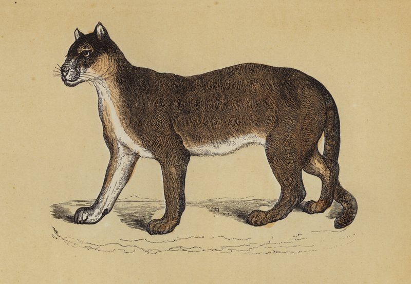 Puma (väri litho) tekijältä English School