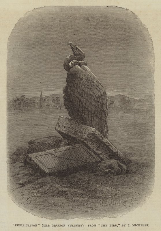 "Puhdistus" (The Griffon Vulture), J Micheletin "The Bird" -kappaleesta (kaiverrus) tekijältä English School