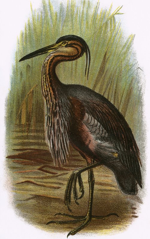 Purple Heron tekijältä English School