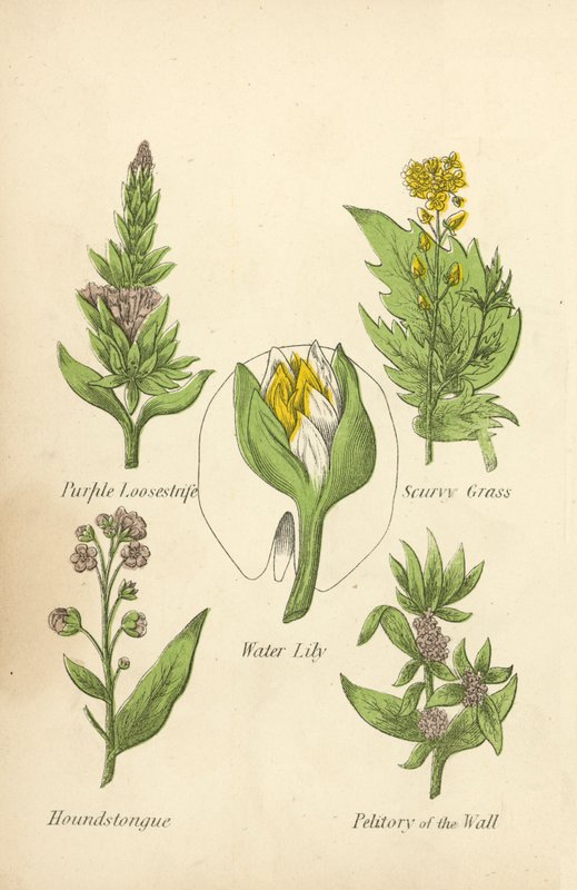 Violetti irtosife, keripukkiruoho, lumpeet, koirankivi, muurin petitory (väri litho) tekijältä English School