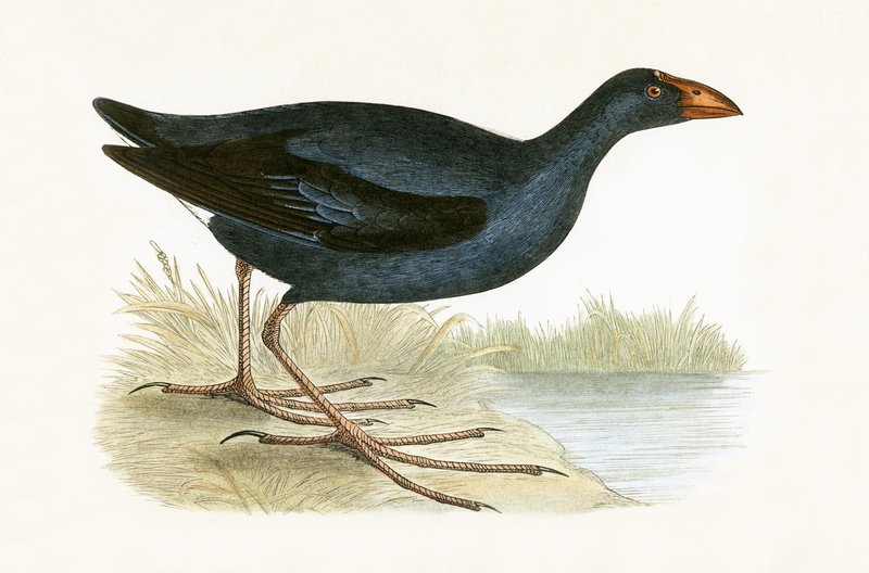 Purple Waterhen, kuvitus Charles Robert Breen (1811-86) teoksesta "A History of the Birds of the Birds of the British Islands", julkaistu 1867 tekijältä English School