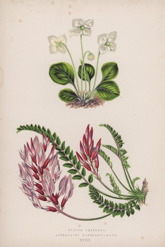 Pyrola Uniflora; Astragalus Monspessulanus (väri litho) tekijältä English School