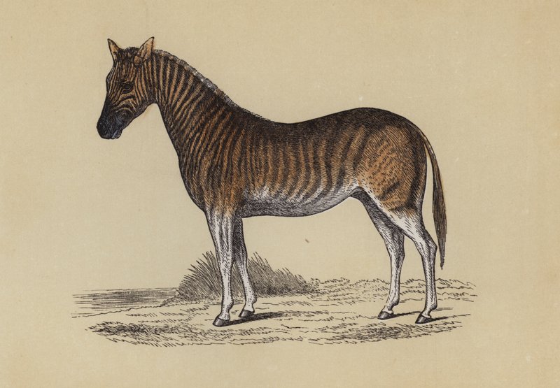 Quagga (väri litho) tekijältä English School