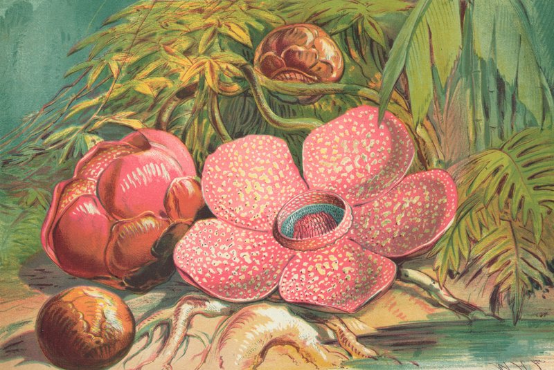 Rafflesia Arnoldii, jättiläiskukka Sumatran sademetsistä tekijältä English School