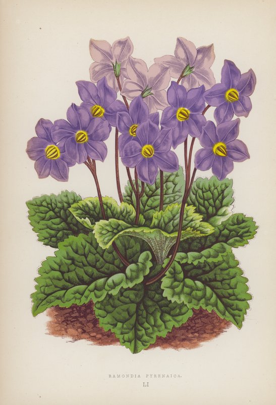 Ramondia Pyrenaica (väri litho) tekijältä English School