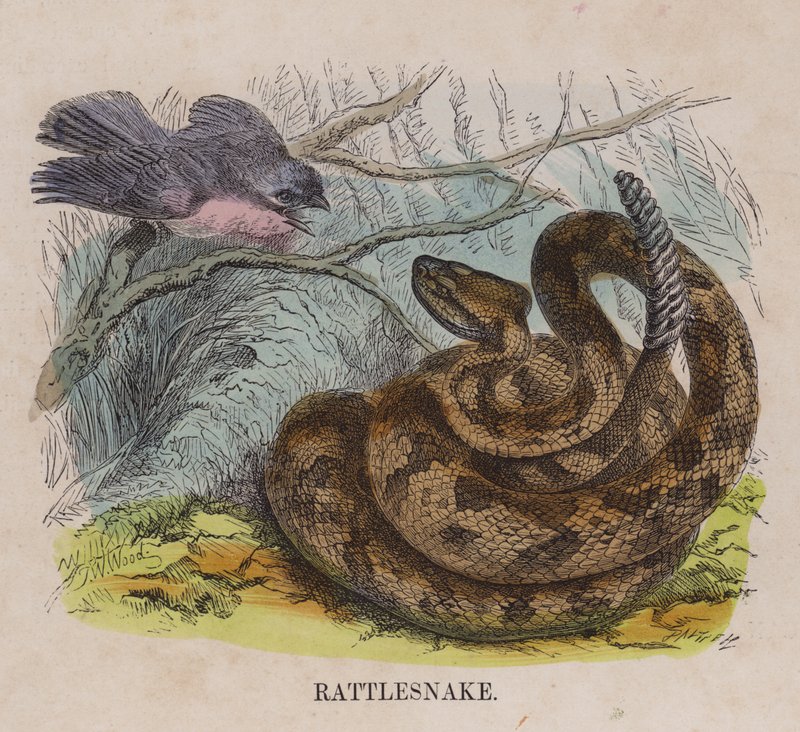 Rattlesnake (värillinen kaiverrus) tekijältä English School