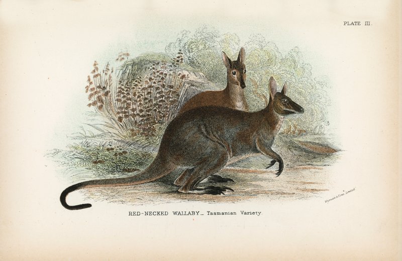 Punakaulainen Wallaby Tasmanian Variety tekijältä English School