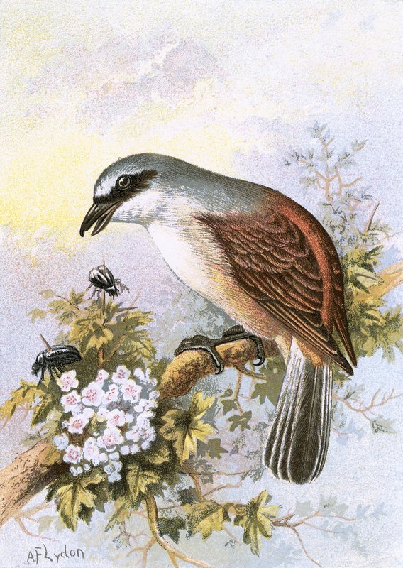 Punaselkäinen Shrike tekijältä English School
