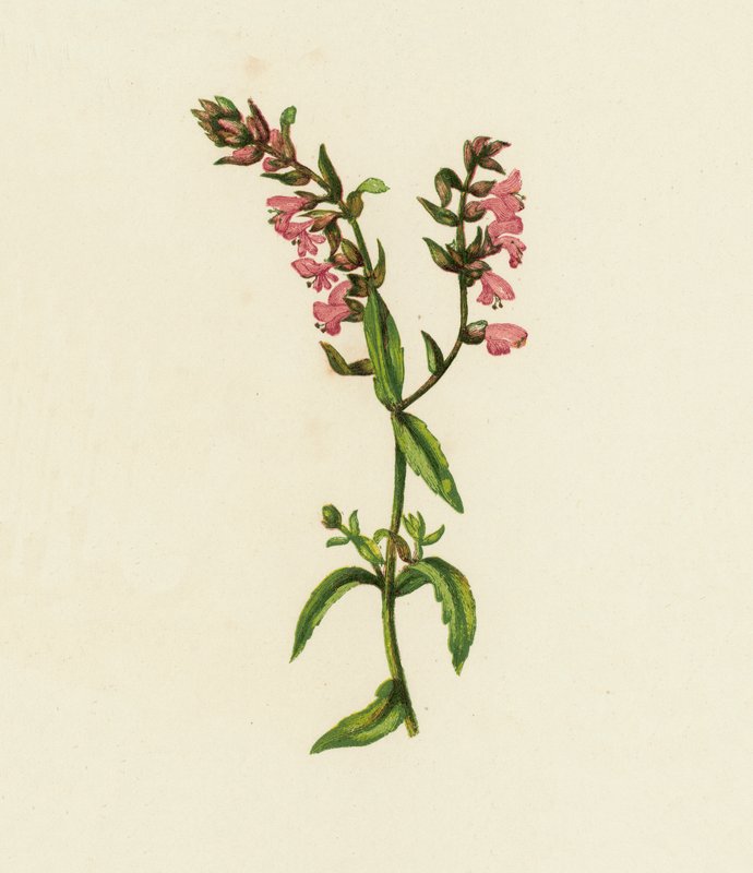 Punainen Bartsia, Bartsia odontites (värilitografia) tekijältä English School
