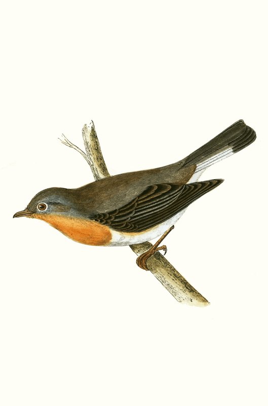 Punainen kärpässieppo, kuvitus Charles Robert Breen (1811-86) teoksesta "A History of the Birds of the Birds of the British Islands" (1811-86), julkaistu 1867 tekijältä English School