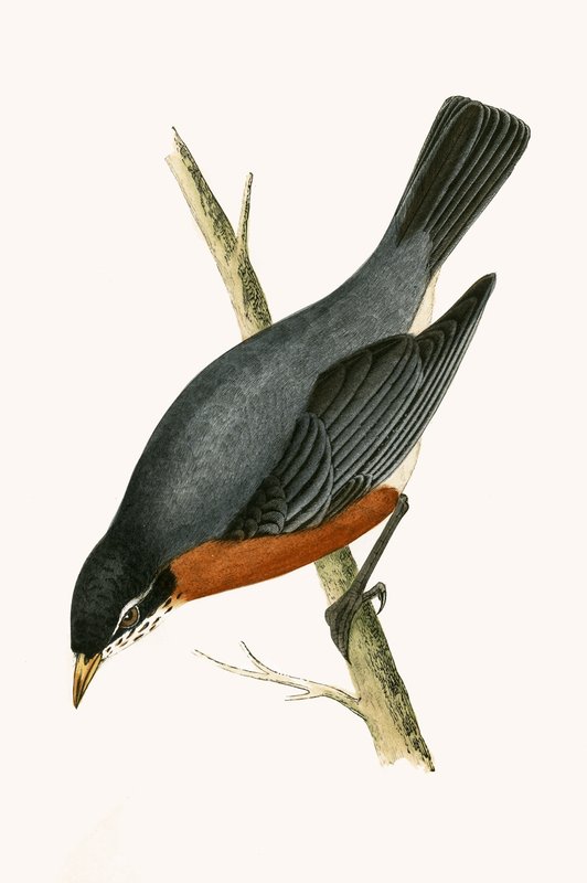 Red Breasted Thrush, kuvitus Charles Robert Breen (1811-86) teoksesta "A History of the Birds of the Birds of the British Islands", julkaistu 1867 tekijältä English School