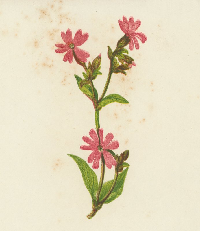 Punainen leimulehti, Lychnis Dioica (värilitro) tekijältä English School