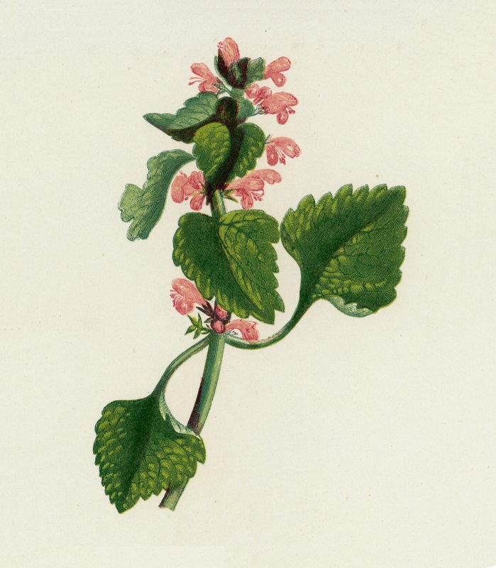 Punainen kuollut nokkonen, Lamium Purpureum (väri litografia) tekijältä English School