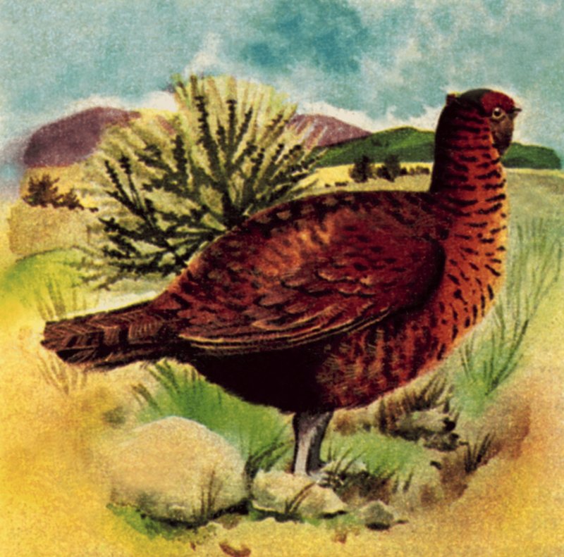 Red Grouse tekijältä English School
