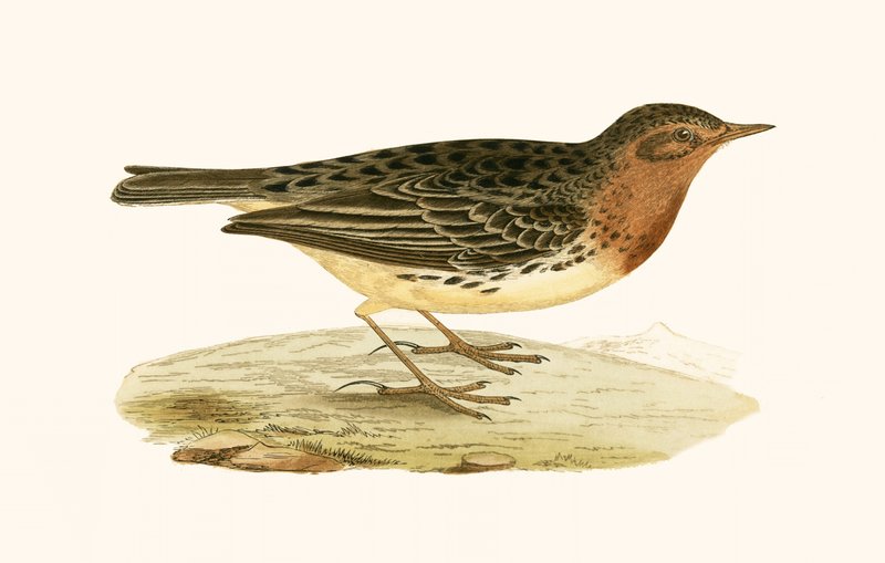 Red Throated Pipit, kuvitus Charles Robert Breen (1811-86) teoksesta "A History of the Birds of the Birds of the British Islands", julkaistu 1867 tekijältä English School