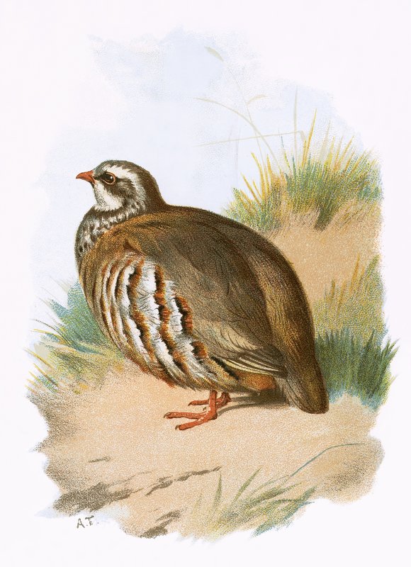 Punajalkainen Partridge tekijältä English School