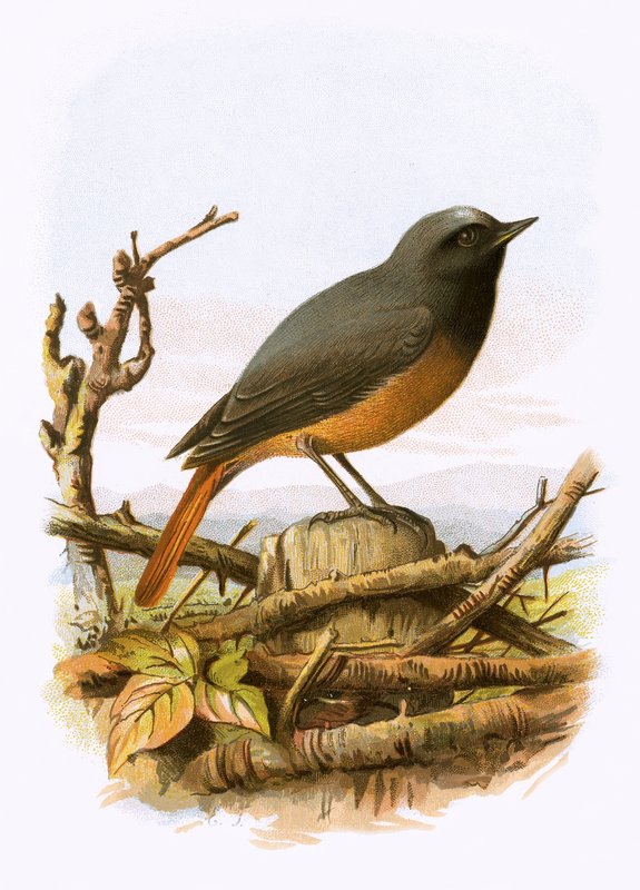 Redstart tekijältä English School
