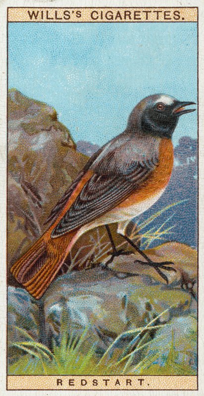 Redstart tekijältä English School