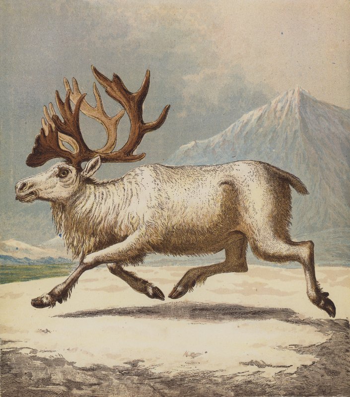 Poro (väri litho) tekijältä English School