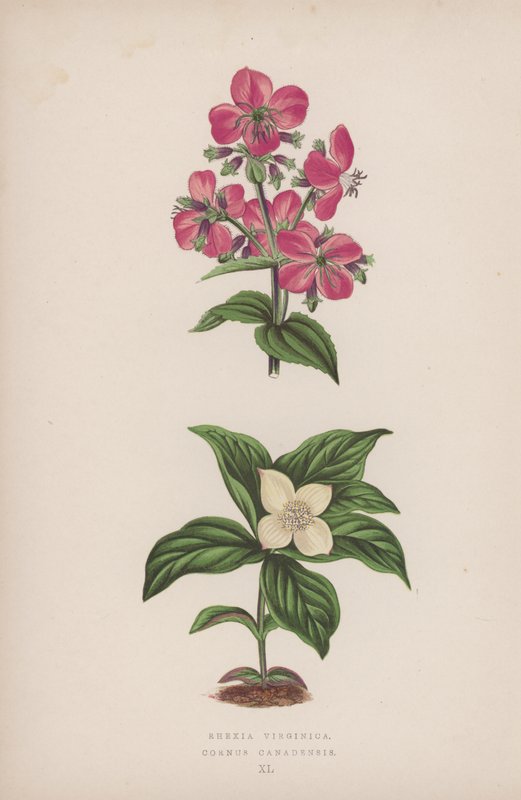 Rhexia Virginica; Cornus Canadensis (väri litografia) tekijältä English School