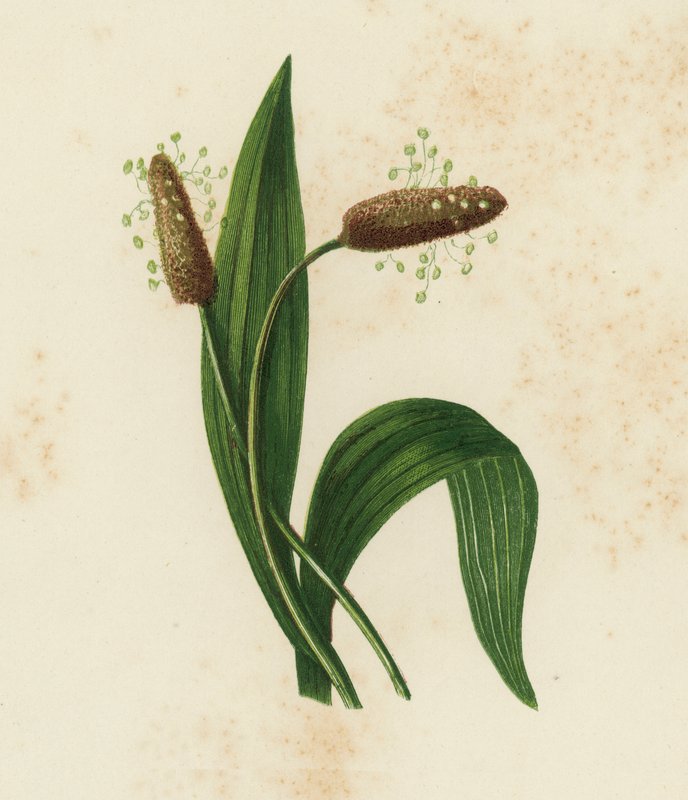 Ribwort Plantain, Plantago Lanceolata (väri litho) tekijältä English School