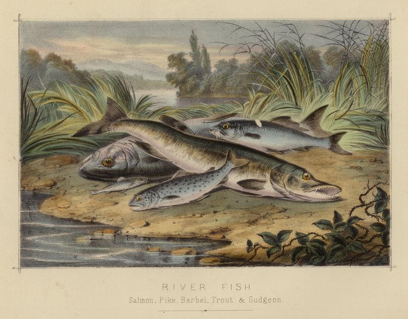 River Fish (väri litho) tekijältä English School