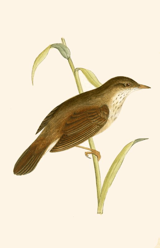 River Warbler, kuvitus Charles Robert Breen (1811-86) teoksesta "A History of the Birds of Europe Not Observed in the British Isles", julkaistu 1867. tekijältä English School