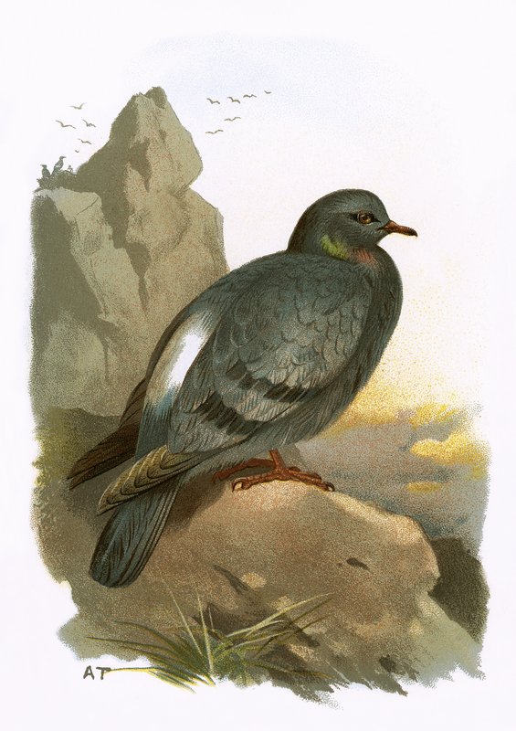 Rock Dove tekijältä English School