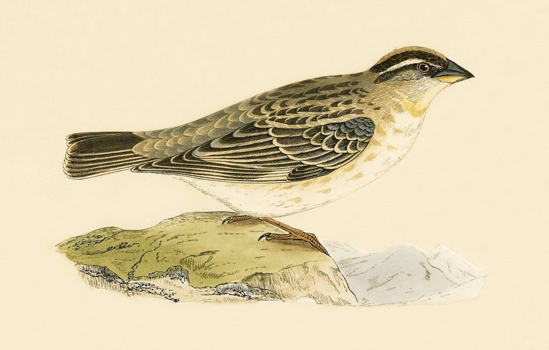 Rock Sparrow, kuvitus Charles Robert Breen (1811-86) teoksesta "A History of the Birds of the Birds of the British Isles", julkaistu 1867 tekijältä English School