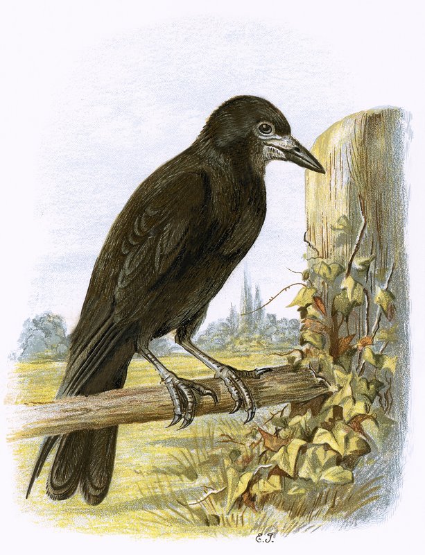 Rook tekijältä English School