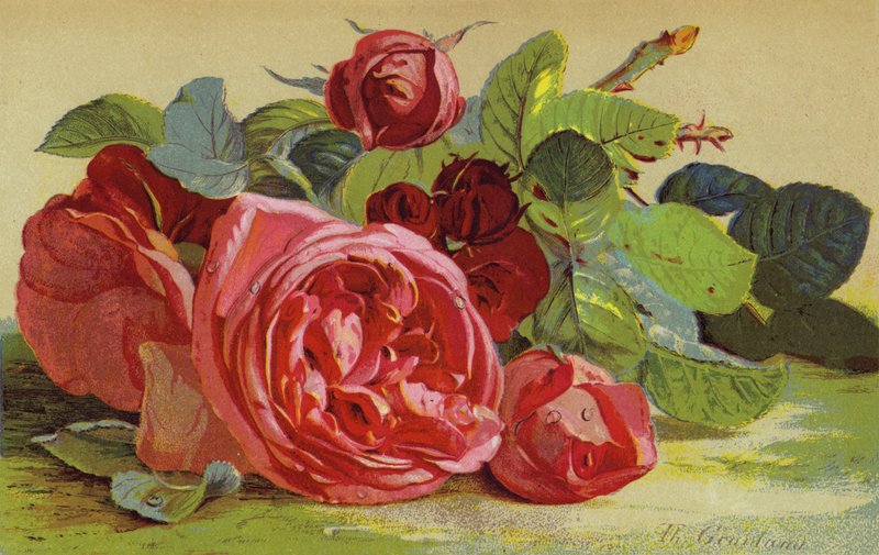 Roses, Edinburghin herttua tekijältä English School