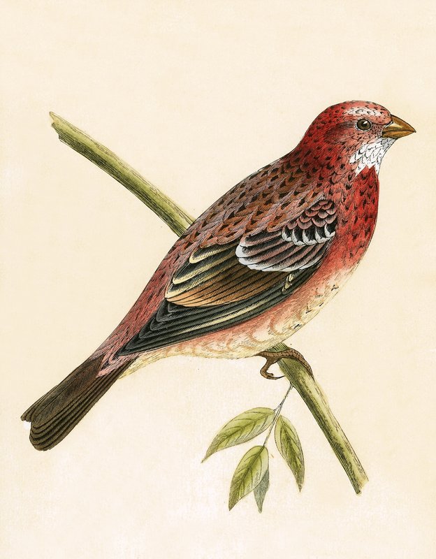 Ruusuhärkälintu, kuvitus Charles Robert Breen (1811-86) teoksesta "A History of the Birds of Europe Not Observed in the British Isles", julkaistu 1867. tekijältä English School