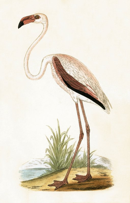 Rosy Flamingo, kuvitus Charles Robert Breen (1811-86) teoksesta "A History of the Birds of the Birds of the British Islands", julkaistu 1867 tekijältä English School