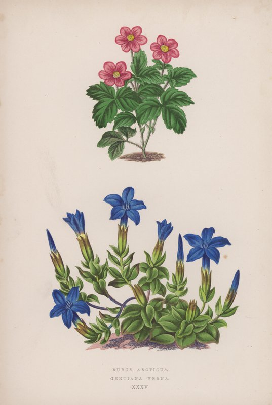 Rubus Arcticus; Gentiana Verna (väri litho) tekijältä English School