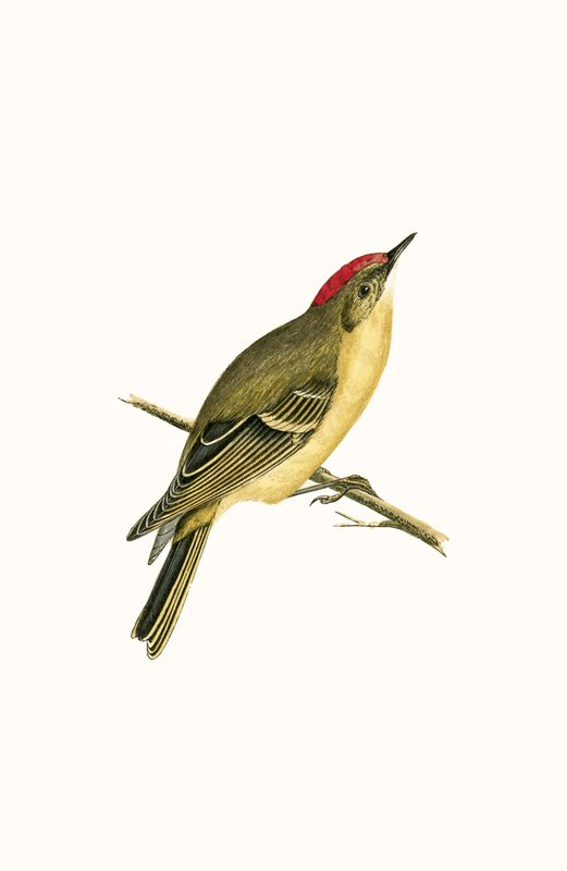 Ruby Crown Kinglet, kuvitus Charles Robert Breen (1811-86) julkaisusta "A History of the Birds of the Birds of the British Islands", julkaistu 1867 tekijältä English School