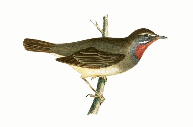 Rubiinikurkku-uikku, kuva Charles Robert Breen (1811-86) teoksesta "A History of the Birds of Europe Not Observed in the British Isles", julkaistu 1867. tekijältä English School