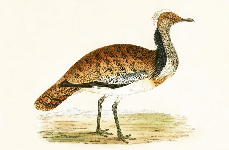 Ruffed Bustard, kuvitus Charles Robert Breen (1811-86) teoksesta "A History of the Birds of the Birds of the British Islands", julkaistu 1867 tekijältä English School
