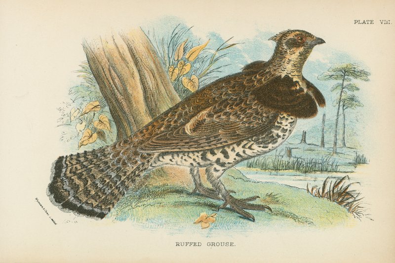 Ruffed Grouse tekijältä English School