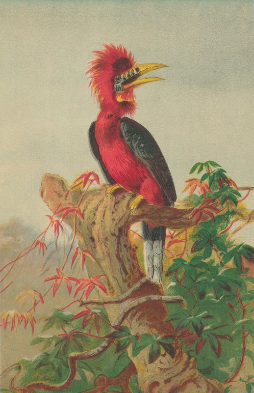 Punakaulakorppikotka (Buceros nipalensis) tekijältä English School
