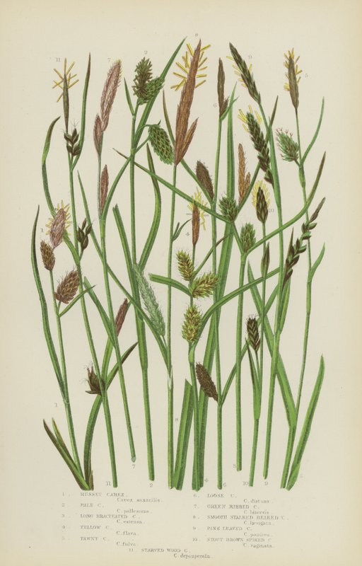 Russet Carex, Pale Carex, Long Bracteated Carex, Yellow Carex, Tawny Carex, Loose Carex (väri litho) tekijältä English School