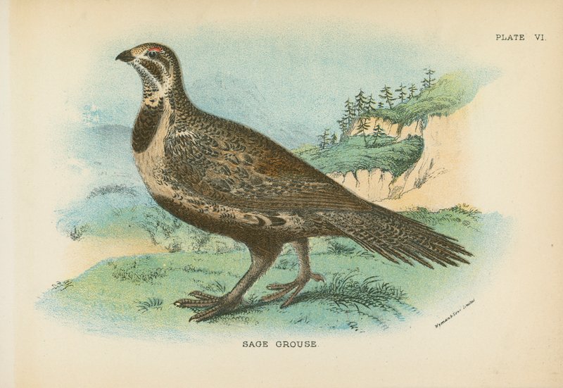 Sage Grouse tekijältä English School
