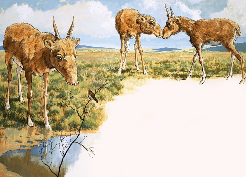 Saiga-antilooppi tekijältä English School