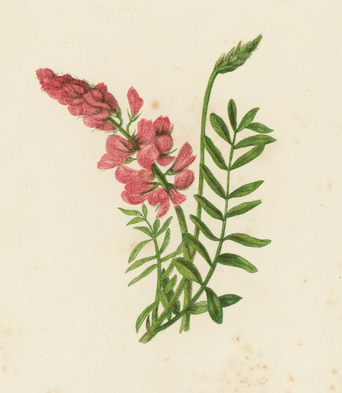 Scientifin, Onobrychis sativa (väri litho) tekijältä English School