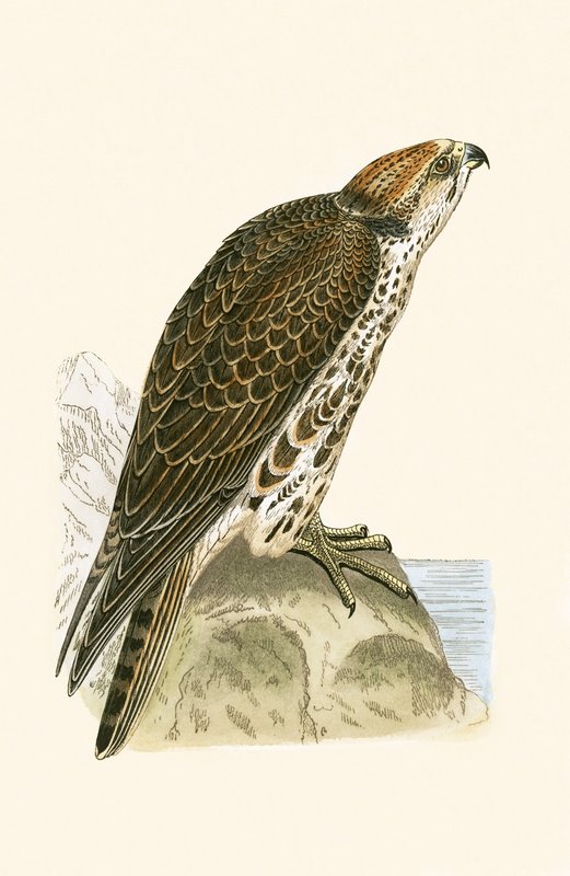 Saker Falcon, kuvitus Charles Robert Breen (1811-86) teoksesta "A History of the Birds of the Birds of the British Islands", julkaistu 1867 tekijältä English School
