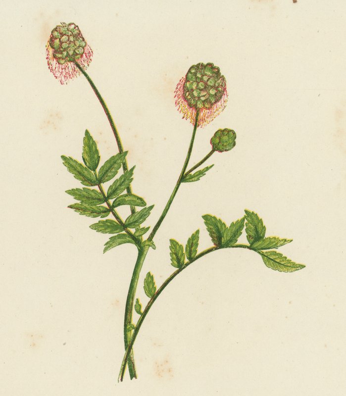 Salaatti Burnet, Poterium Sanguisorba (väri litho) tekijältä English School